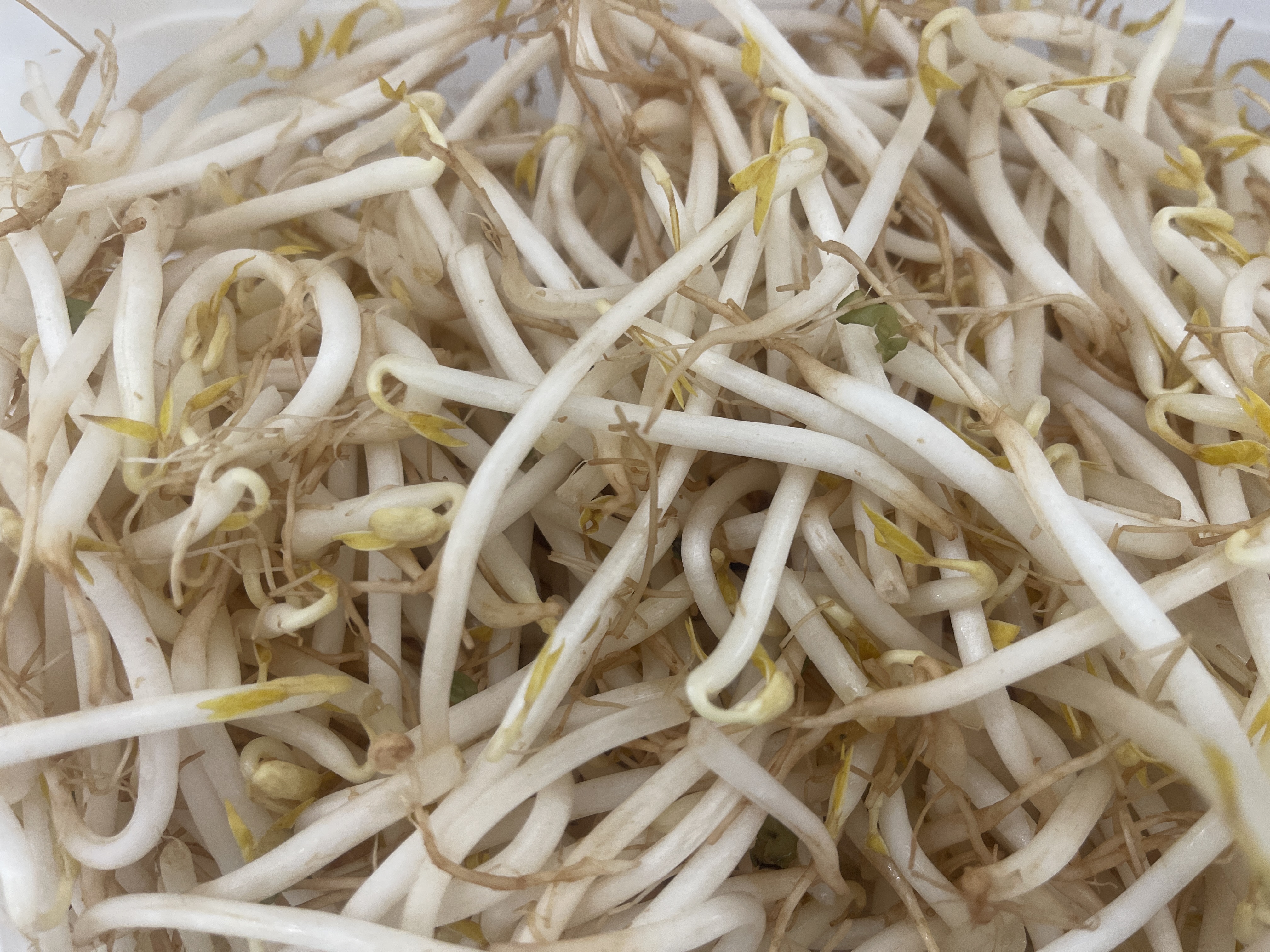 Bean Sprouts